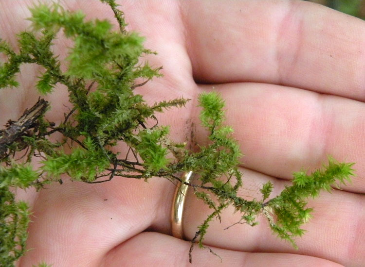 Muschi su muretto a secco